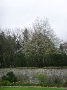 Blossom on tree in woods - 27042014