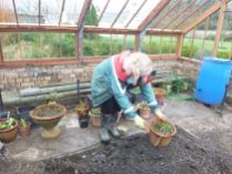 Mum planting up - 13042014