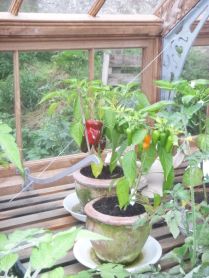 Glasshouse - peppers - 30082014