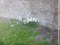 Daffodils along the back wall - 09042015