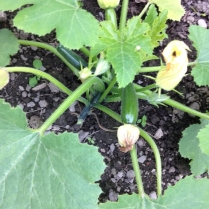 Courgettes - July 2015 - SH